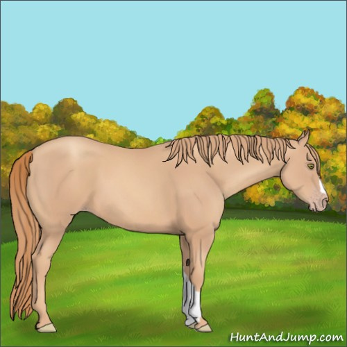 Horse Color:Gold Champagne 