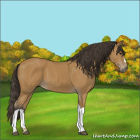 Horse Color:Buckskin 