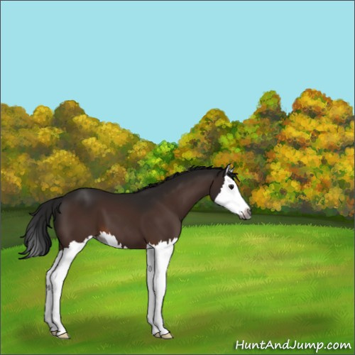 Horse Color:Gray Brown Splash 