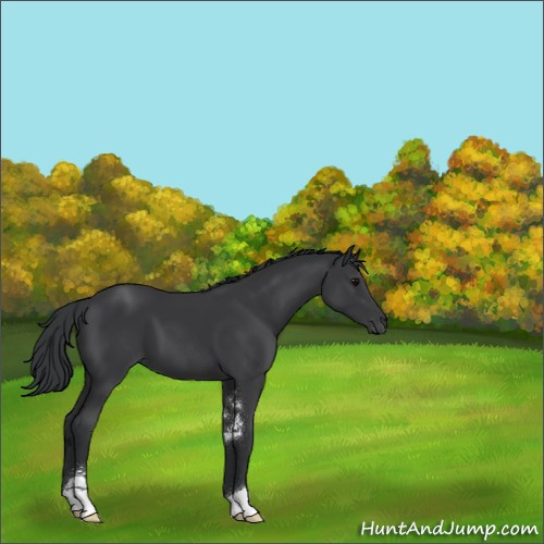 Horse Color:Black Sabino 