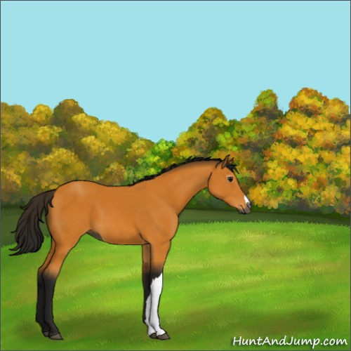 Horse Color:Gray Buckskin 