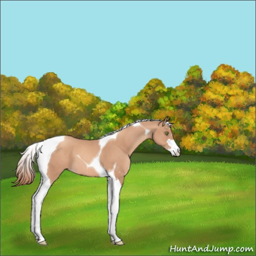 Horse Color:Gold Champagne Sabino Tobiano 