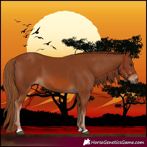 Horse Color:Chestnut 
