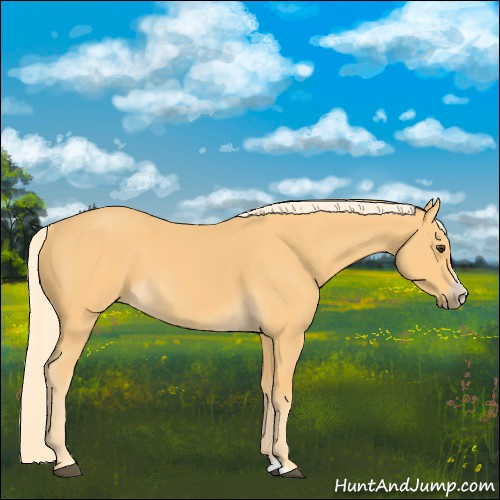 Horse Color:Palomino Splash Frame 