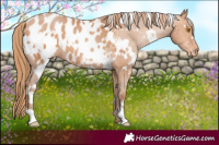 Horse Color:White Spotted Bay Pearl Appaloosa 