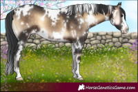 Horse Color:White Spotted Brown Onyx 