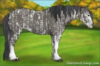 Horse Color:Black Sabino  and Grullo Sabino 