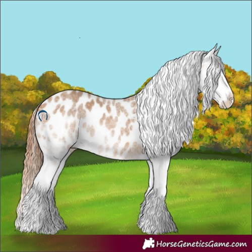 Horse Color:White Spotted Bay Dun Appaloosa 
