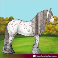 Horse Color:Bay Dun Appaloosa 