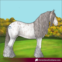 Horse Color:White Spotted Bay Blanket Rabicano