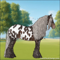 Horse Color:Silver Brown Appaloosa 