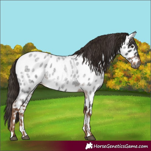 Horse Color:Gray Liver Red Roan Appaloosa 