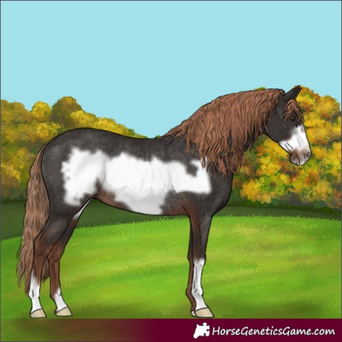 Horse Color:Liver Chestnut Frame Rabicano