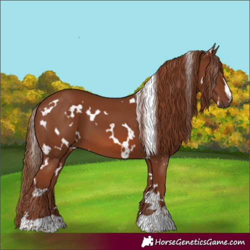 Horse Color:White Spotted Chestnut