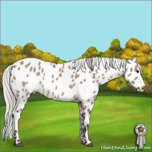 Horse Color:Silver Brown Dun Appaloosa 