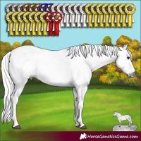 Horse Color:Gray Silver Brown Dun Leopard 