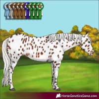 Horse Color:Silver Brown Appaloosa 