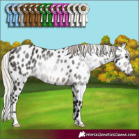 Horse Color:Gray Silver Brown Appaloosa 