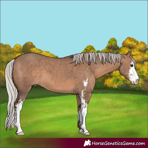 Horse Color:Silver Brown Dun Sabino
