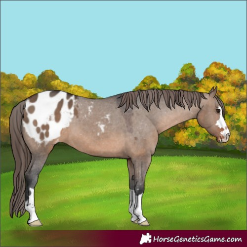 Horse Color:Brown Dun Appaloosa