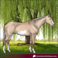Horse Color:Silver Bay Dun Sabino Tobiano Frame Rabicano 
