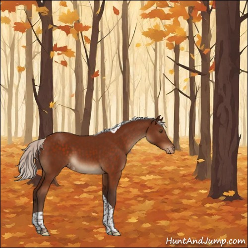 Horse Color:Silver Brown Sabino Tobiano Appaloosa 