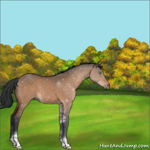 Horse Color:Brown Dun Sabino 