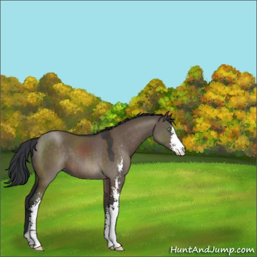 Horse Color:Brown Dun Sabino 
