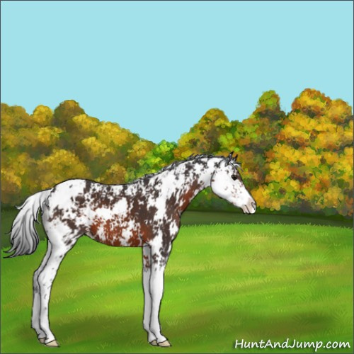 Horse Color:Brown Sabino 