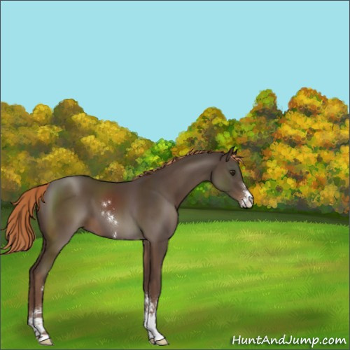 Horse Color:Liver Chestnut Sabino 