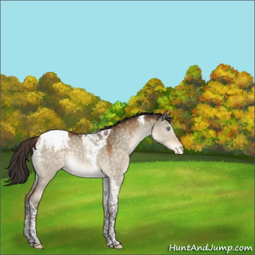 Horse Color:Buckskin Dun Mushroom Tobiano Appaloosa 