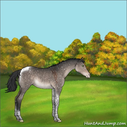 Horse Color:Brown Dun Mushroom Tobiano Appaloosa 