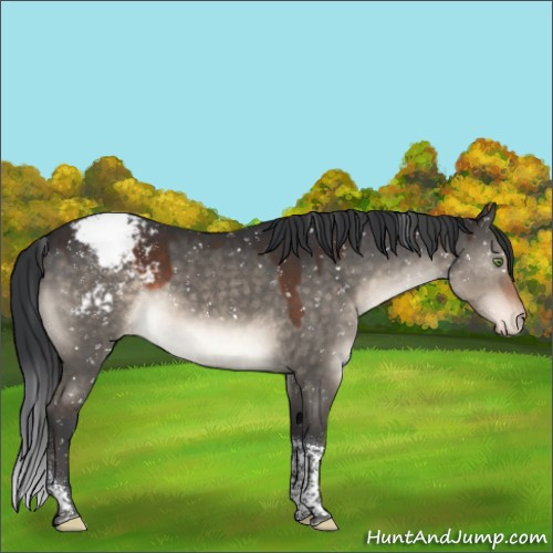Horse Color:Brown Dun Mushroom Tobiano Appaloosa 