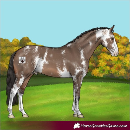 Horse Color:Brown Dun Sabino 