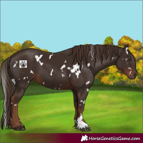 Horse Color:White Spotted Liver Chestnut 