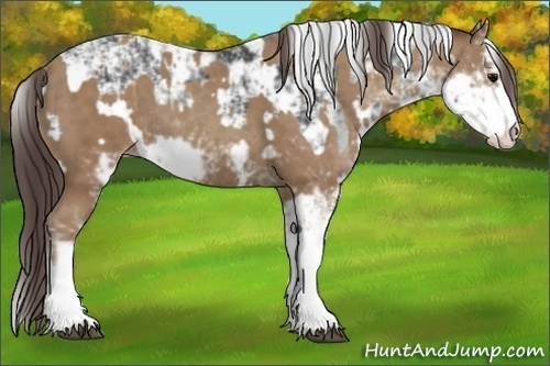 Horse Color:Black Sabino  and Classic Champagne Sabino 