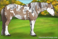 Horse Color:Black Sabino  and Classic Champagne Sabino 