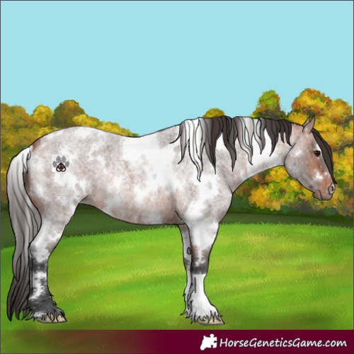 Horse Color:White Spotted Bay Roan 