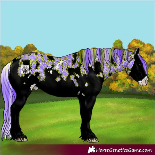 Horse Color:Watercolor Black Sabino Splash 