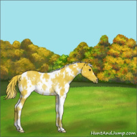 Horse Color:Watercolor White Spotted Liver Chestnut Rabicano 
