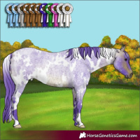 Horse Color:Watercolor White Spotted Bay Roan Rabicano