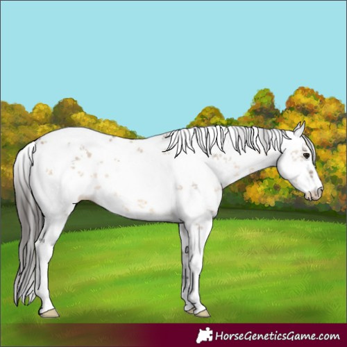 Horse Color:White Spotted Brown Dun Sabino