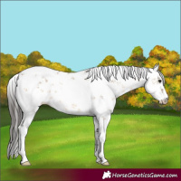 Horse Color:White Spotted Brown Dun Sabino