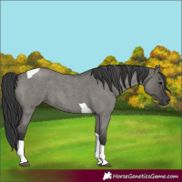 Horse Color:Grullo Roan Tobiano 