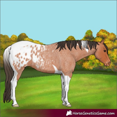 Horse Color:Bay Roan Tobiano Appaloosa 