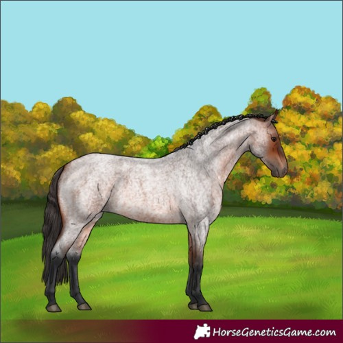 Horse Color:Bay Roan 