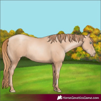 Horse Color:Gold Champagne Pearl Rabicano and Gold Champagne Pearl Rabicano