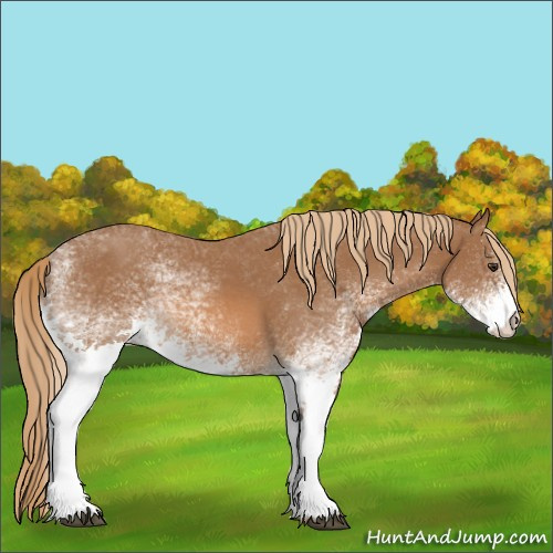 Horse Color:Unknown 