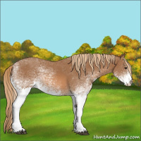Horse Color:Unknown 