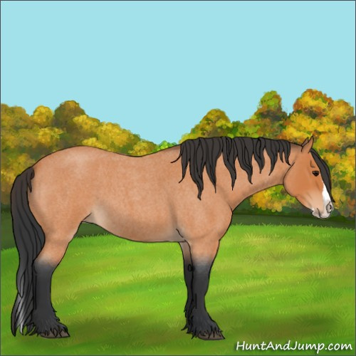 Horse Color:Unknown 